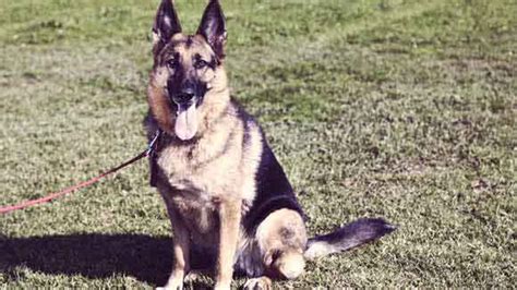 How to Train a German Shepherd to Be a Guard Dog | PetCareRx