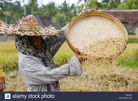 Winnowing High Resolution Stock Photography and Images - Alamy