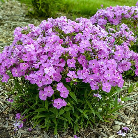 Baby Doll Pink Dwarf Phlox - Gallon Pot - Hardy Perennial - Walmart.com