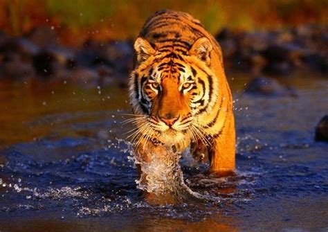 Sariska National Park: The Lush Abode Of Royal Bengal Tigers