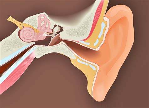 Middle Ear Infection: Home Remedies at a Glance