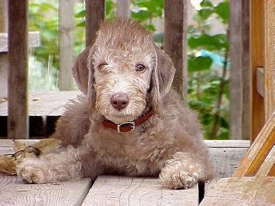 Bedlington Terrier Grooming Tips and Guide ~ Bullcatdog