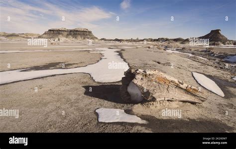 Petrified wood at Bisti Badlands Stock Photo - Alamy