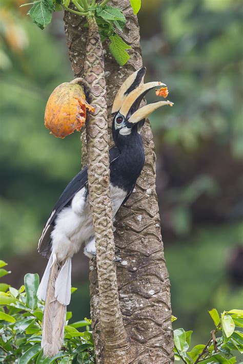 Oriental Pied Hornbill – Birds of Singapore