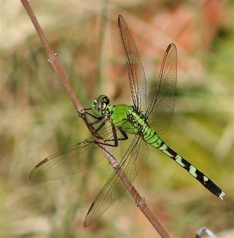 green and black dragonfly - Eastern Pondhawk? - Erythemis ...