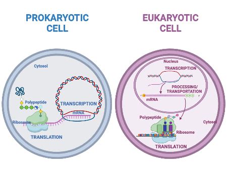 Contrasting the Regulation of Gene Expression in Prokaryotic ...