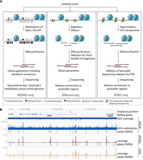 Chromatin accessibility assays. (A) NOMe-seq (left): Isolated nuclei... | Download Scientific ...