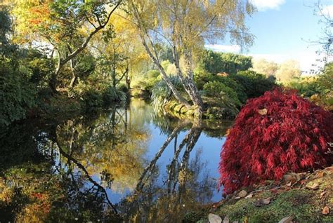 Acer Palmatum Atropurpureum Red Japanese Maple Bonsai - Etsy