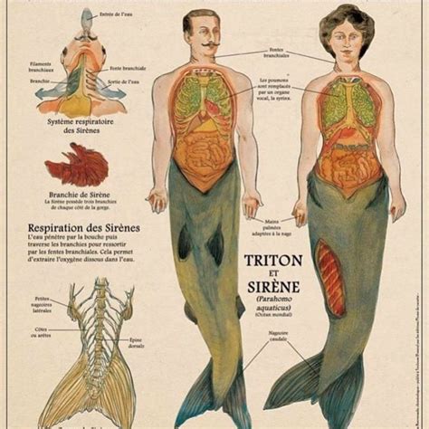 Mermaid Anatomy lesson | Mermaid art, Mermaid print, Mythological creatures