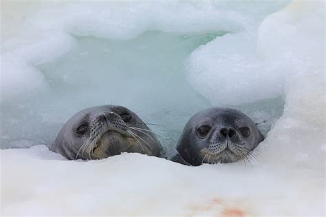 To cut costs, Weddell seal pups keep swimming when trading in their fluff