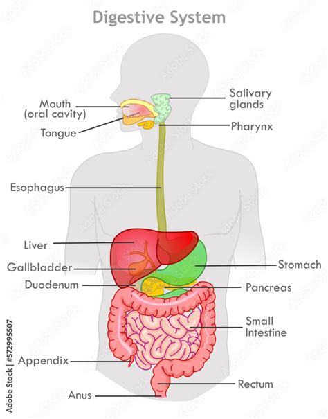 Digestive system anatomy, diagram. Human organs, mouth, salivary glands ...