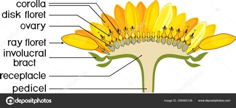 Parts Of A Sunflower Diagram - Hanenhuusholli