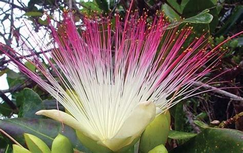 66 best Rainforest flowers images on Pinterest | Exotic flowers, Rare ...