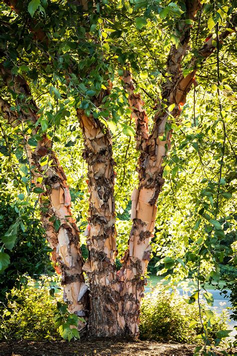 Pictures Of A River Birch Tree - markanthonystudios.net