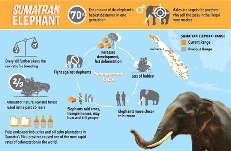 Saving The Sumatran Elephant From Extinction