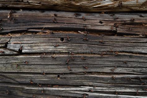 Ants Nest in Wood - Fire Ants Crawling on the Wooden Old House Stock Image - Image of daylight ...