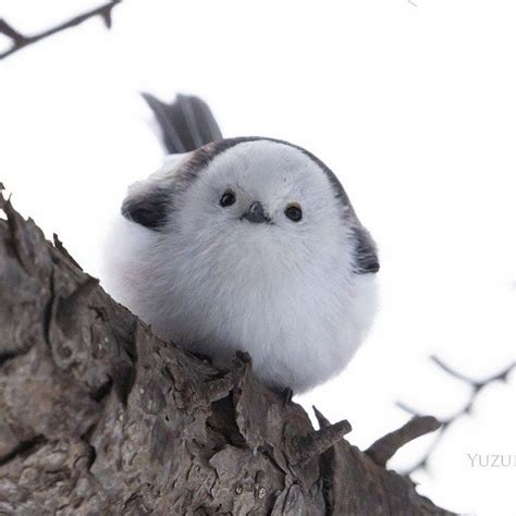 Cuteness Overload: The Tiny Cotton Ball-Like Birds Known As ‘Snow ...