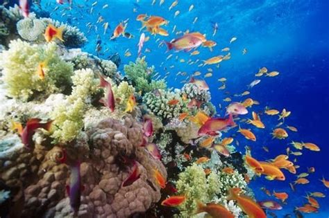 Eritrea: Coral reefs Hope for global marine future - Madote