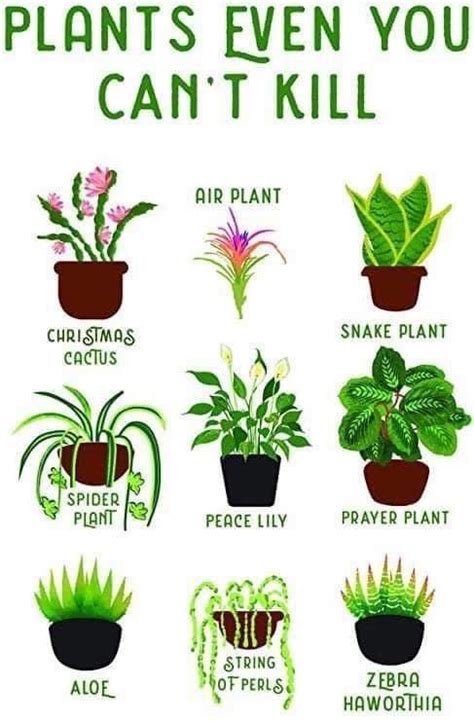 Easy Plants for your Home! | Plants, House plants, Hanging plants