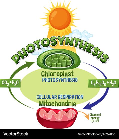 Photosynthesis and cellular respiration diagram Vector Image