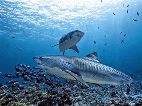 Tiger Shark Vs Great White Shark