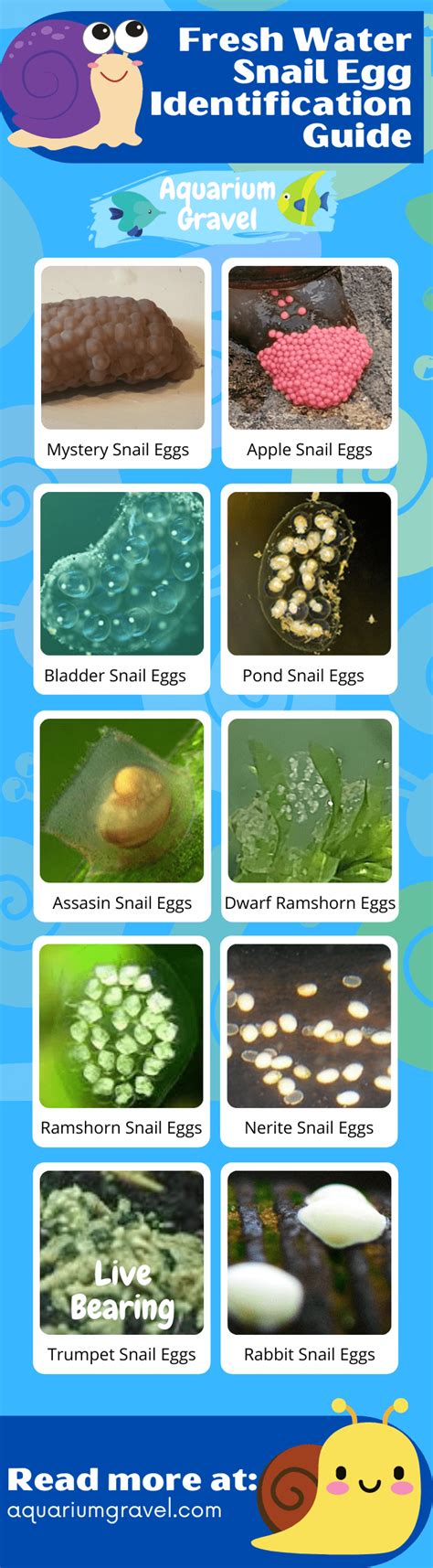 What Do Snail Eggs Look Like - Identification Infographic Guide