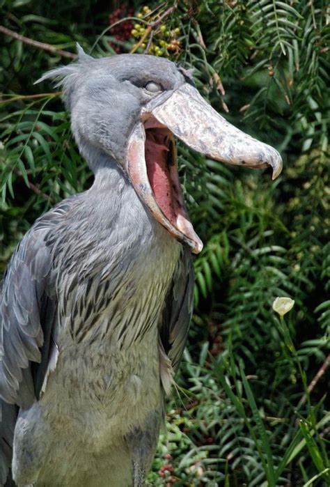 A Shoebill bird! I’ve never heard of it before. It’s creepy! I’m not ...