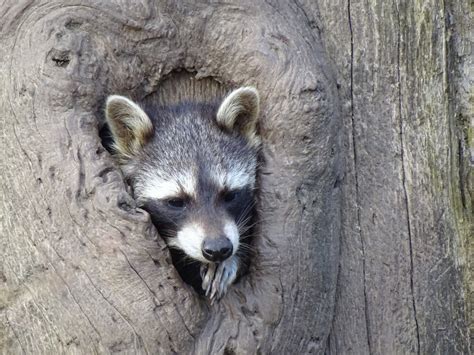 Free Images : mammal, fauna, raccoon, vertebrate, tree stump, wildlife park, procyon ...