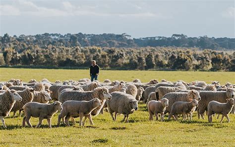 Mulesing & Mulesing Alternatives | Animal Welfare | AGM