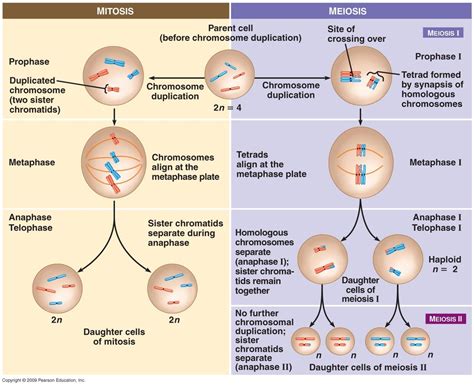 mitosis meiosis comparison chart Mitosis table comparison meiosis complete chegg answers ...