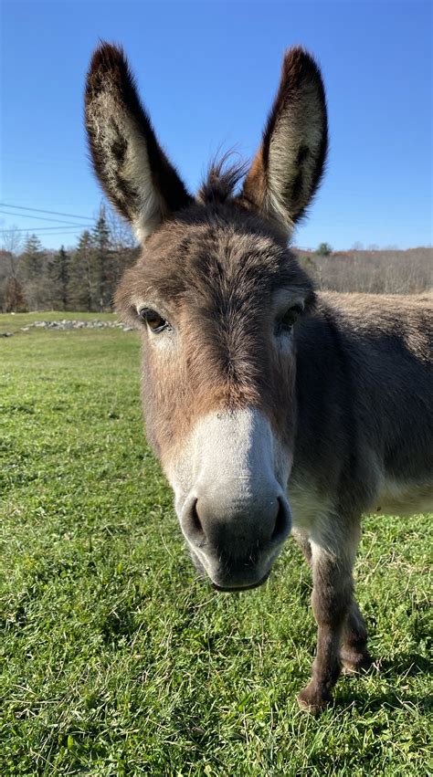 Donkey Walks - Walk-a-Donk at Clover Brooke Farm — % Llama Alpaca Hikes near me