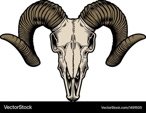 Goat skull Royalty Free Vector Image - VectorStock