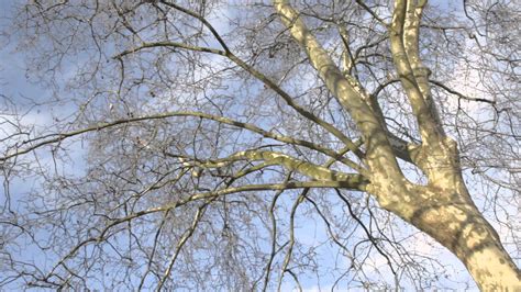 Tree - Sky / Clouds Background | Free Stock Footage Archive