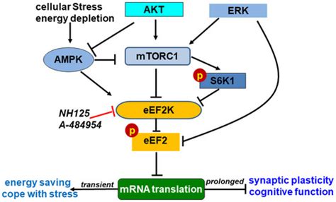 Roles of eukaryotic elongation factor 2 kinase (eEF2K) in neuronal ...