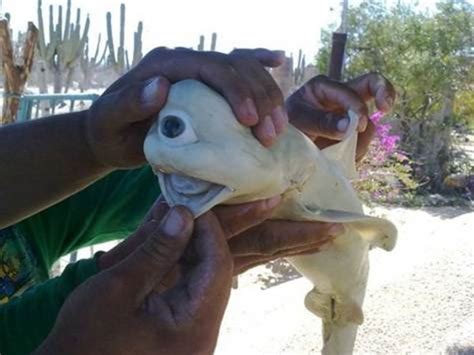 Cyclops Animals and Cyclopia. | HubPages