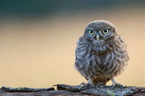 Little Cute Owl 4k, HD Birds, 4k Wallpapers, Images, Backgrounds, Photos and Pictures