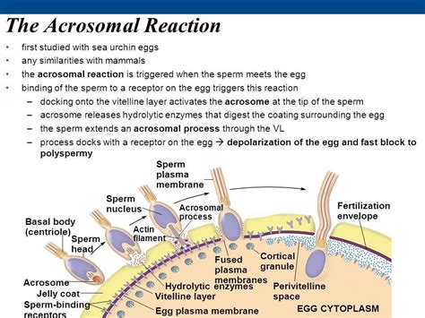 I) with the help of labelled diagrams describe the stages in the acrosome reaction in a ...