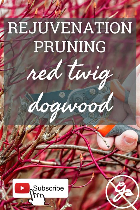 Rejuvenation Pruning of Red Twig Dogwood & Other Ornamental Shrubs in ...