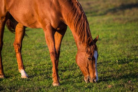 Horse grazing stock photo. Image of fence, nature, pony - 46842038