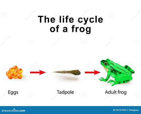 Amphibians Life Cycle | my-sims-3-downloads