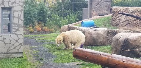 animals at the Oregon zoo : r/Portland