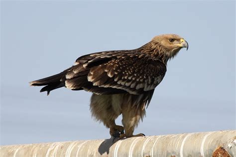 Eastern Imperial Eagle (Aquila heliaca) | Focusing on Wildlife