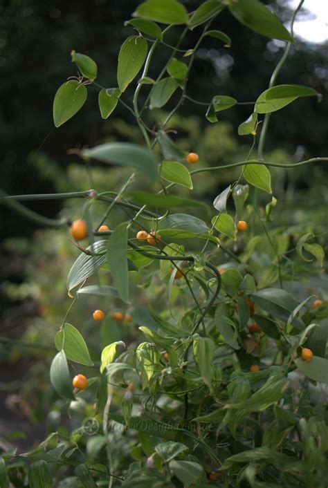 Wombat Berry: Pretty Bush Food – Mallee Design