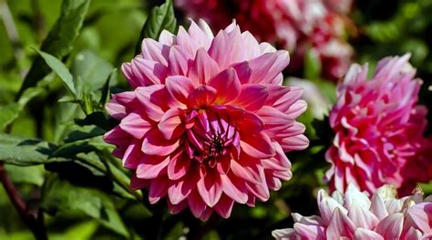 17 Dahlia Companion Plants To Grow With Dahilas | Companion planting ...