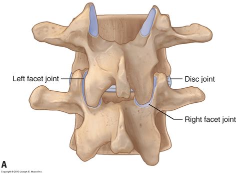 Cervical Facet Joint Mobilization / Assessment of Specific ...