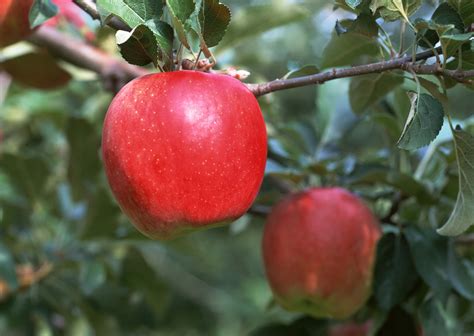 Macro photography of red apple HD wallpaper | Wallpaper Flare