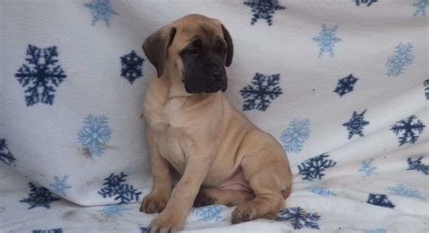 English Mastiff.Meet Marbo a Puppy for Adoption.