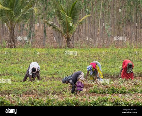 Groundnut harvest hi-res stock photography and images - Alamy