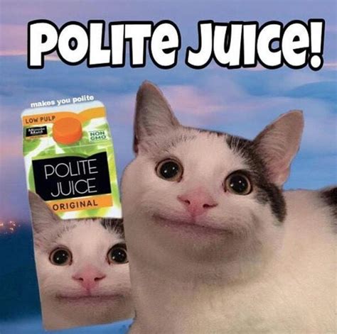 Polite Cat Meme: Is This Viral Image of a Cat Real or Fake?