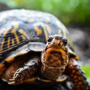 Box Turtle Hibernation - Tips and Tricks - Box Turtle Site